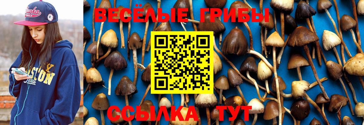 Галлюциногенные грибы Psilocybe Алексин